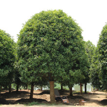 𻨘@ͥԺLG͹𻨘䵤¹ļ