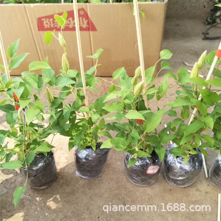 铁线莲苗当年开花 爬藤植物约瑟芬 乌托邦庭院阳台 藤本皇后庭院
