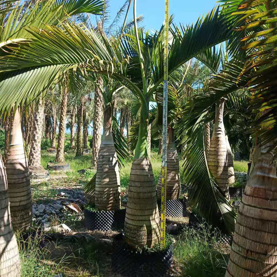 广东酒瓶椰子产地批发 四川棕榈树行道树种植老人葵报价