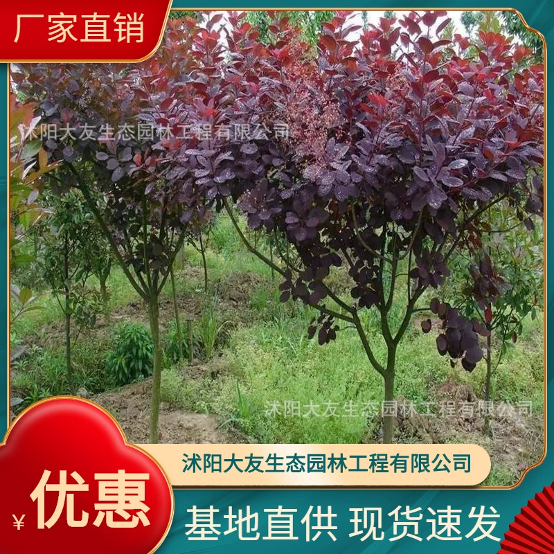 Базовые Оптовые саженцы коггигрии собственного производства фиолетовые листья китайский коггигрия Живописный пейзаж Road Garden Project Green