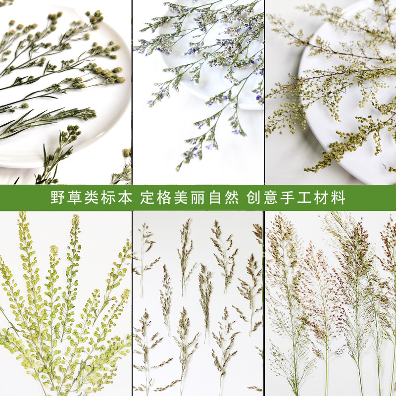 Lover's grass Artemisia annua spike small pengcao green bell grass bluegrass early mature grass flower dried flower diy greeting card bookmark desk lamp handmade wood