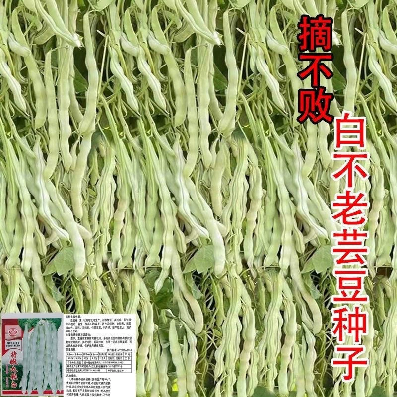 Белая не старая фасоль Сбор Непобедимых девяти белых бобов Высокая урожайность Раннее созревание Старые и молодые Весна и осень Семена фасоли Four Seasons
