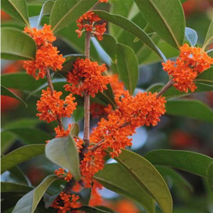 𻨘Խͻ҃ͥԺ̨_GGֲ