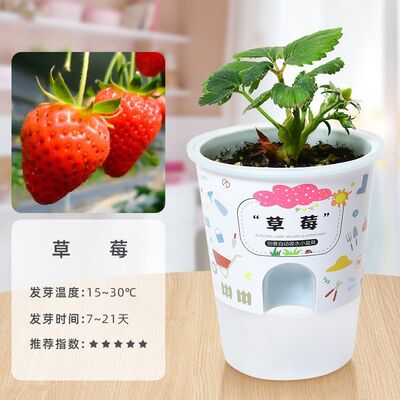 Niños crecen pequeñas plantas de maceta estudiantes de observación de girasol fresas diy juguetes adornos de mesa al por mayor