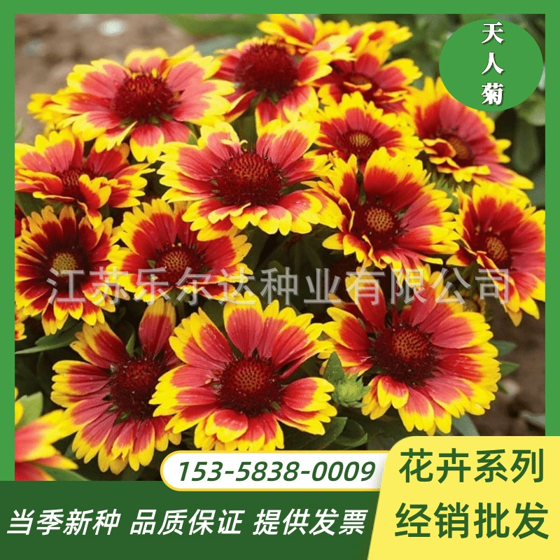 Тяньрен Семена хризантемы Легко жить весной и осенью Многолетние морозостойкие Семена цветов Четыре Сезона Цветущие Семена Открытый Двор Хризантема Кожи Тигра