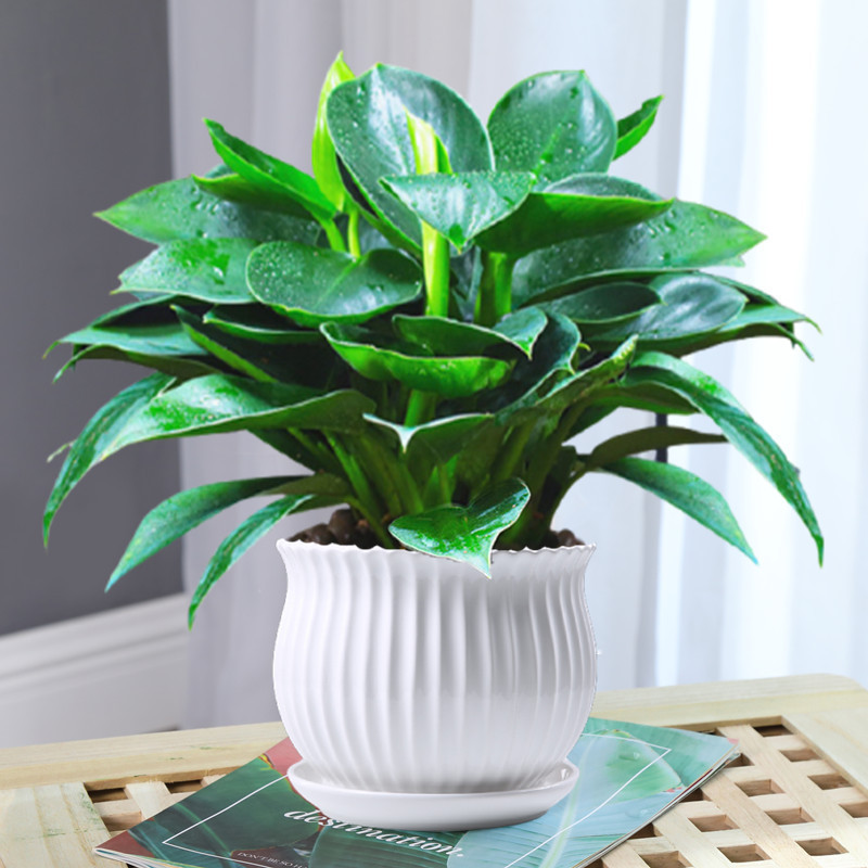 Golden Diamond Potted Green Plants, Green Radish Baskets, Hydroponic Plants, Evergreen Fortune Trees, Indoor Florals, Easy to Maintain in the Office and Living Room