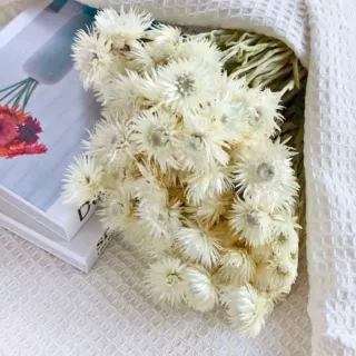 进口干花岩石花旱雪莲 银珊瑚小雏菊永生花雪莲花干花花束婚礼装