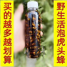 200只深山野生活泡金环虎头蜂老虎蜂黄胡葫芦马蜂王种活体泡酒料