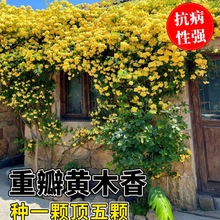 四季鸟重瓣白黄木香花苗室外庭院爬藤植物大浓香型别墅蔷薇花卉