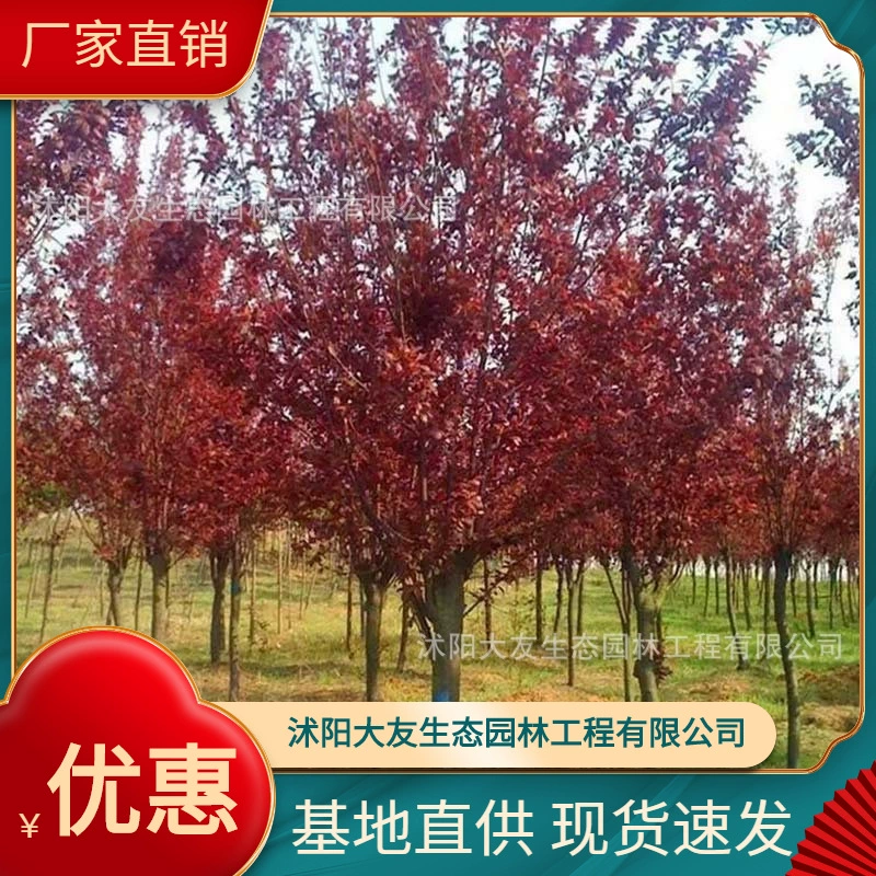 База оптом самопроизводство фиолетовых листьев саженцы сливы красный лист Слива Живописный пейзаж дорога ландшафтный дизайн проект Зеленые саженцы