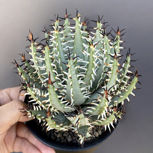 Botanist Wai Black Magic Palace Real Seedlings One Thing and One Shot Rare Black Thorn Aloe Vera Balcony Succulent Combination Potted Plant