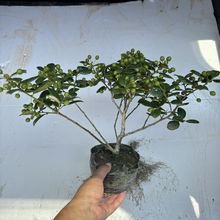 无刺枸骨金玉满堂铁皮冬青鸿运果耐寒庭院种植好养活挂红果植物