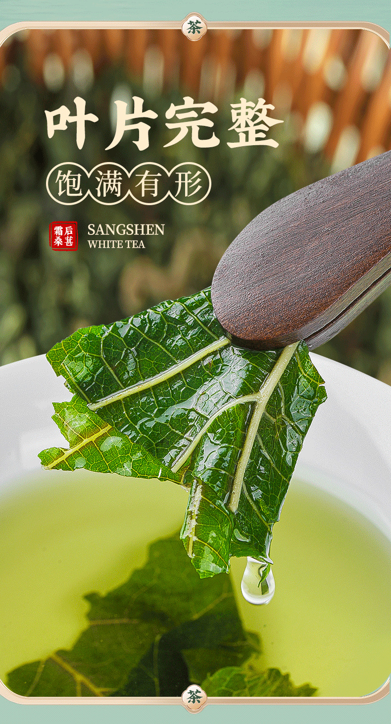 桑叶茶-详情页_15.png