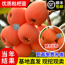 o˘شɰǴǹ޽箔YϱNֲ