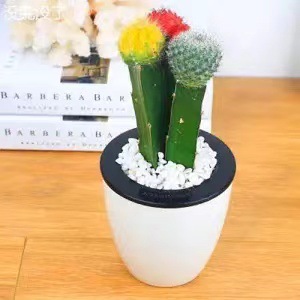 Plantas suculentas cactus plantas en maceta cactus de oficina planta en maceta cactus plantas en maceta flores en maceta