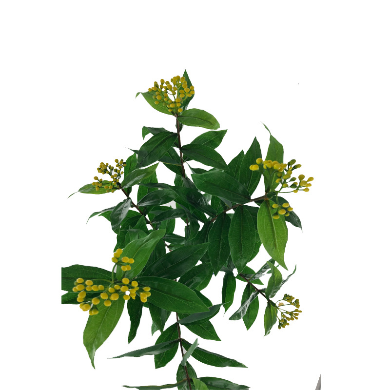 XRB-243 红楠三叉枝  (1).jpg