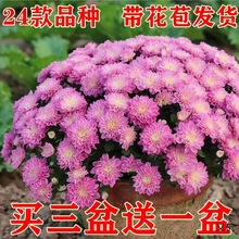 菊花盆栽带花苞球菊千头菊苗鲜花绿植花卉植物室内外四季开花好养