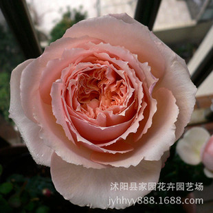 European Salmantha Rose Cut Flower Rose Seedlings Bloom in All Seasons and Are Disease-Resistant Courtyard Balcony Flower Gardening Potted Plants
