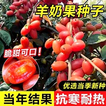 羊奶果种子胡颓子水果种籽原装四季蔬菜种子大全菜种子草种子批发