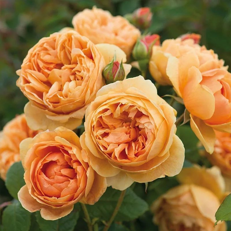 허니 카라멜(모종 1개에 뿌리 가루 포함)