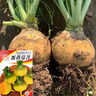 ���S��ݼ�N���＾��ǡ���Ŵ��^�˲����˿��͟����Sɫ�߲˷N��