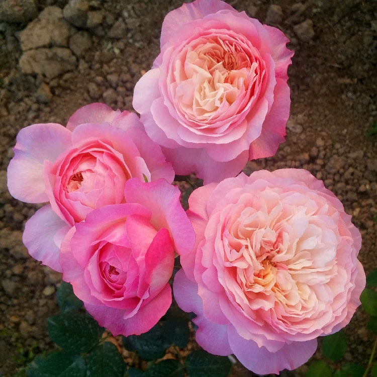 Одноцветные розы Констанс для дропшиппинга, крупноквашные ароматные розы, горшечные цветы для балкона и двора на все времена года