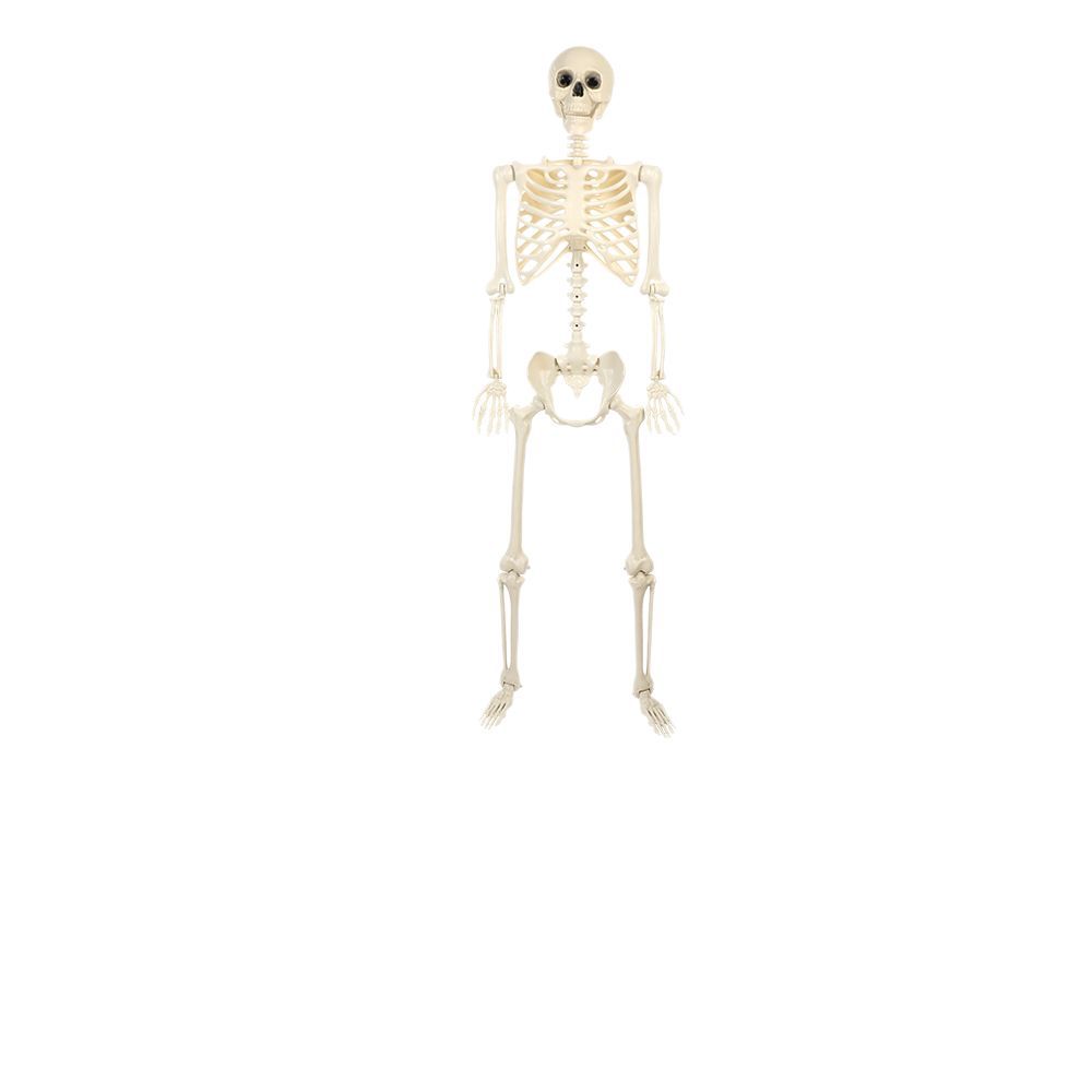 Esqueleto de Halloween transfronterizo, esqueleto humano, hueso humano, casa embrujada, decoración de fiesta, accesorios, esqueleto de terror image 6