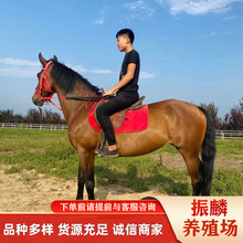 �����Rِ�R ���l�����R ���a�����R �T���ɹ��R