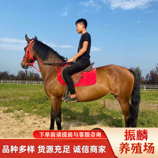 �����Rِ�R ���l�����R ���a�����R �T���ɹ��R