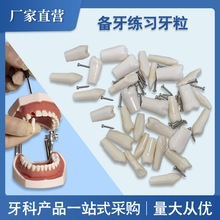 跨境口腔考试练习牙牙粒备牙 牙模散牙粒牙科牙齿模型开髓牙