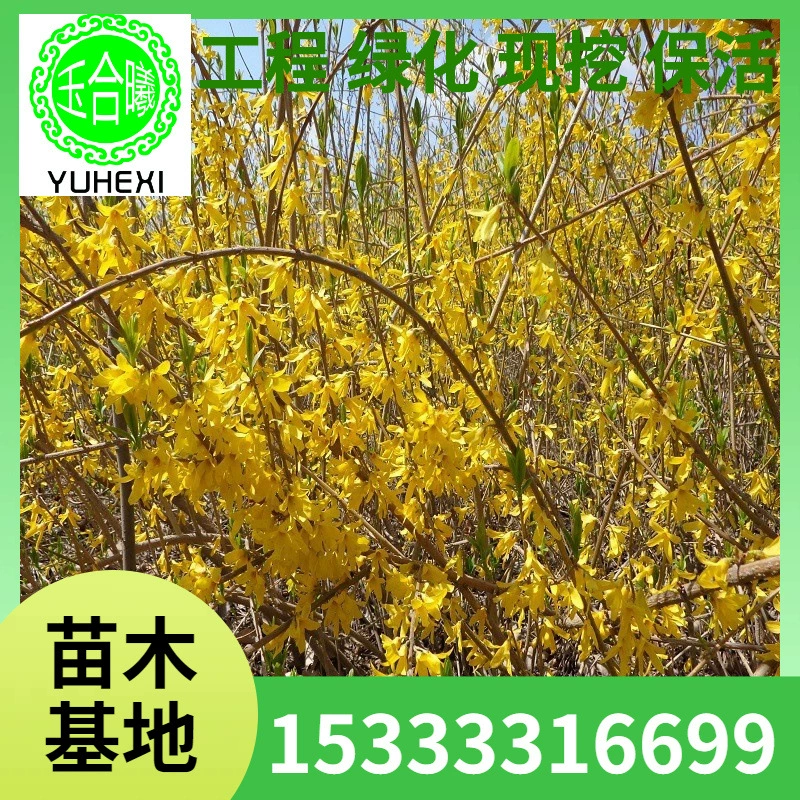 Саженцы жимолости, саженцы желтого тигра, вьющиеся цветочные растения для двора, саженцы для зелени, кустарниковые живые изгороди.