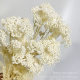 Yunnan wholesale bleached rice flower light color fresh rice flower flower material home decoration dried flower bouquet making flower material rice grass