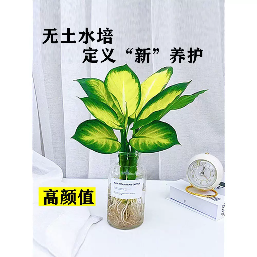 水培植物玛丽安盆栽花叶万年青吉利红万年红室内花卉绿植四季常青