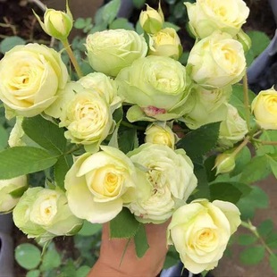 ������ɳ��ʯ���^�S���¼������������S��΢��΢���̨õ�廨��