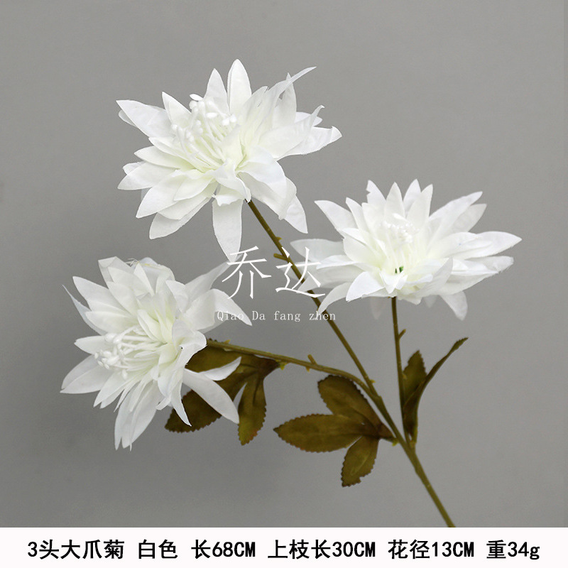 3 crisantemo garra grande