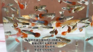 ȫ�Ҹ���Ʒ��ȸ�~�Ꭷ�~�Pβ�~С���^�p�~���B�ͻ��ȸ�~