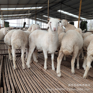 �F��Сβ���� �Ų��d�� �_���˾d�� ��������Ј����r��