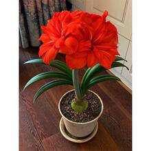 �����ͺ��m��피t�ذ�N��ͥԺ�Nֲ���������҃Ȼ����_��ֲ��