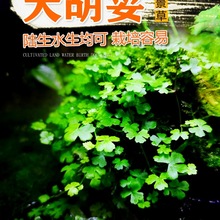 ���ݴˮ���~���쾰ǰ�������T��ˮ����ָ����ݴ�����~�X�ݻ��w