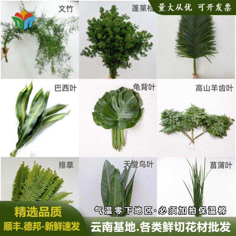 云南各类鲜花配叶批发婚庆活动布置新鲜叶材龟背羊齿巴西叶星点木