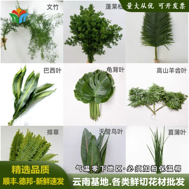 Юньнань все виды цветов с листьями оптом свадебные мероприятия макет свежие листья материал черепаха назад зубы папоротника бразильский лист звезда дерево