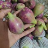 海南紅皮仙人掌果食用大果新鮮采摘發貨網套保護當季水果廠家直銷
