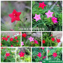 羽叶茑萝种子 掌叶茑萝 妙植种子室内阳台盆栽四季易种植物花籽