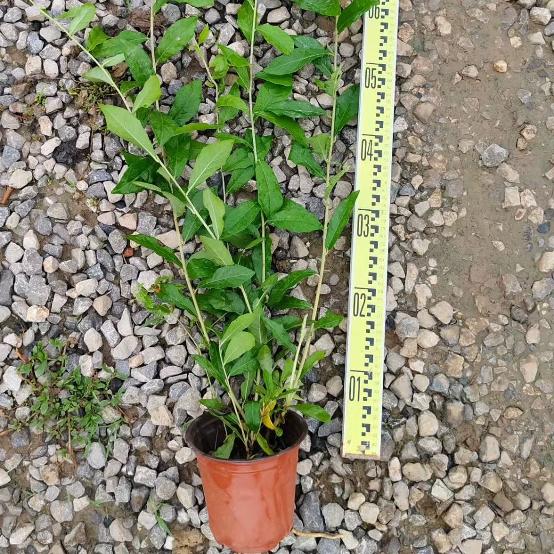 Плетеная пергола с подвесными зелеными растениями и цветочным бордюром, прямая продажа