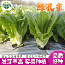 厂家新款绿孔雀绿色蔬菜种子叶片翠绿口感清脆可炒菜火锅蔬菜种子