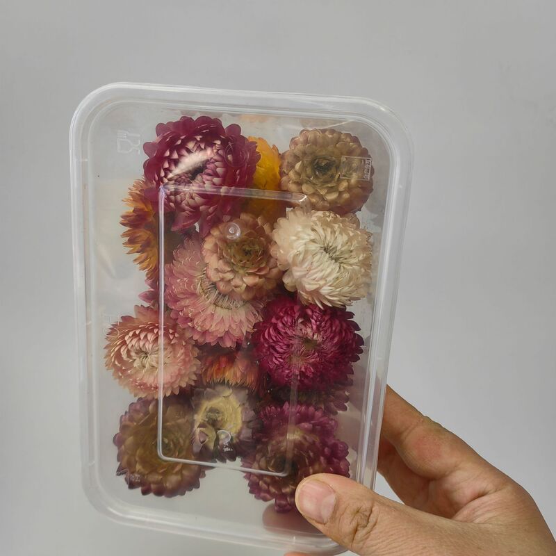 麦わら菊の花の頭の乾いた花の七色の菊の頭のDIYの材料は自然な真の花の雲南の源の工場を包んで卸売りします。|undefined
