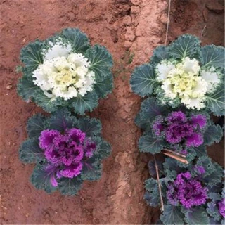 工程绿化种植基地羽衣甘蓝 耐寒抗冻花卉  冬季花坛绿化种苗种子