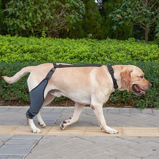 Pet Protector Leg Injury Postoperative Dog Leg Protector Dog Knee Joint Dislocation Support Rack Dog Knee Protector