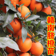 �����M��Ě����޽Ӽ~�ɠ�Ě���翨���t��Ѫ��Ě�ȹ�������Ә���