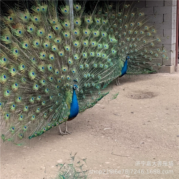 Выставка Павлин Живой Взрослый Синий Павлин Открытый Экран Павлин Ферма Сельское хозяйство Взрослый Павлин Цена